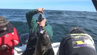 2022 La Push Halibut and Lingcod Fishing