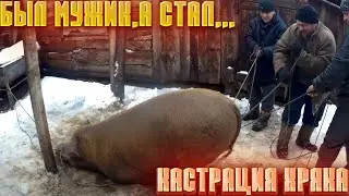Кастрация лютого хряка и скважина своими руками !