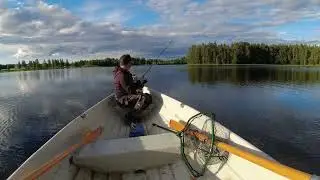 Very tiny fishtrip