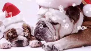 Смешные собаки  Новогодние собаки  Год собаки  Фото собак в новогодних костюмах