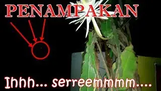 HEBOH!!! PENAMPAKAN BUNGA WIJAYAKUSUMA MEKAR