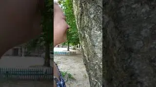 Девочка в засос целуется с деревом🥰🥰🥰🥰🥰