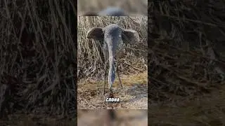Похоже на худого слона, но… 👀