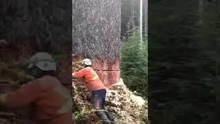 a clever idea to cutting down this HUGE tree 😱 