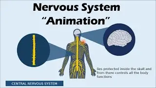 NERVOUS SYSTEM | Biology Animation