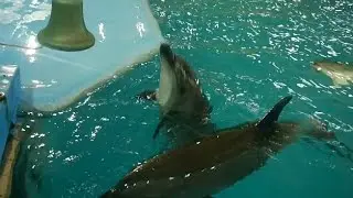 Жизнь дельфинов в харьковском дельфинарии Немо  Часть 1