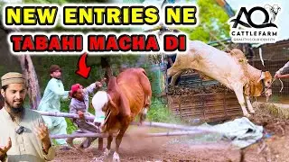 SIMBA RETURNS - UNLOADING GONE REALLY WRONG | AQ Cattle Farm