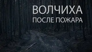 Последствия пожаров на горе Волчиха (Ревда), Свердловская область.