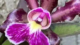 Orquídea Espírito Santo uma linda catleia