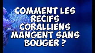Comment les récifs coralliens se nourrissent à partir de création de flux d’eau de surface ?
