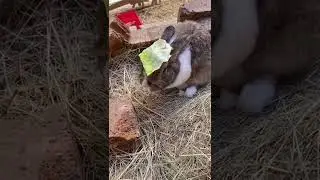 Bunny completely derps