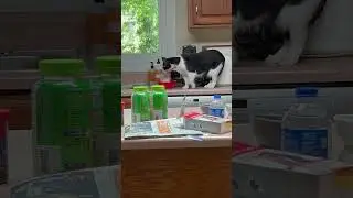 Sweet Mayhem on the countertop for today! #cat