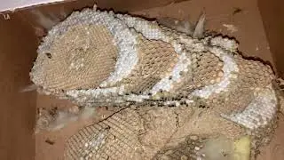 Thousands of Yellowjackets Destroyed Quick