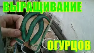 Посев огурцов на рассаду /02.05.2020/