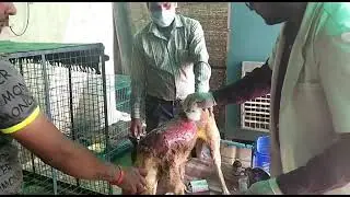 Acid attack on 3 innocent desi dogs