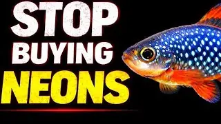 5 Fish to Get Instead of Neon Tetras