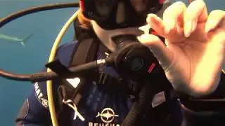 Дайвинг с акулами на Кубе.Diving with sharks in Cuba