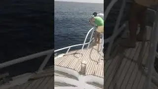 sharm el sheikh dolphin sea