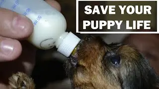 How To Feed & Care Of Newborn Puppy Without Mother | In Urdu | Vet Furqan Younas