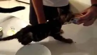 Котенок и консервы