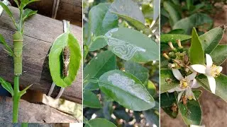 Control Two Major Insects of Lemon, Leaf Minor & Lemon Butterfly.