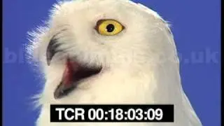 Hedwig the snowy owl talking