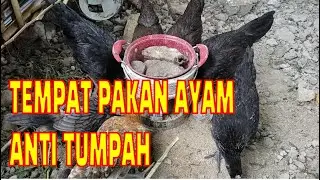MEMBUAT WADAH PAKAN AYAM ANTI TUMPAH & TIDAK TERCECER, MURAH DARI BEKAS CAT