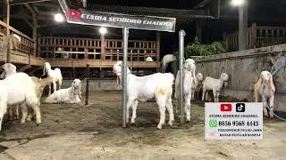 Etawa senduro channel sedang live sekarang!