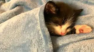 Tiny Rescue Kitten Rests