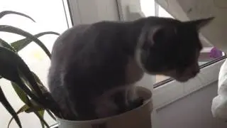 Не тревожьте! Кот устал!