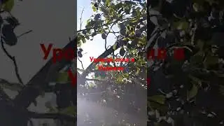 урожай сливы в Украине