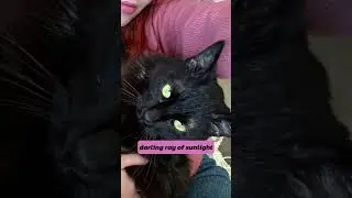 Missing my favorite ray of sunlight while on tour 🥲🐈‍⬛ #ontour #indiepop