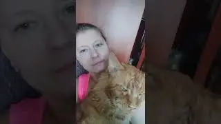 Мейн Кун.Кот Джокер.Ка же мы любили целовашки.Сладусик