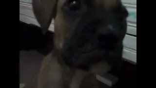 Max enojado con la camara
