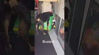 Dog busted stealing food#shorts