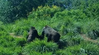 Gorilla Momma and Baby