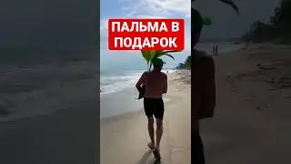 ПАЛЬМА ВЛАДИМИР 