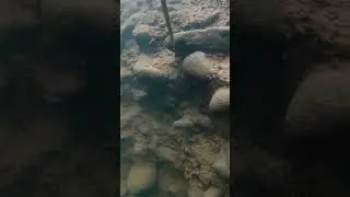Menombak Ikan Di Dalam Air