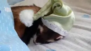 Ferret. And we have a cap for sleeping.Do you have?