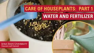 Care of Houseplants, Part 1: Water and Fertilizer