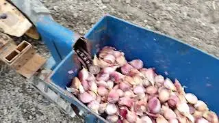 посадка чеснока чеснокосажалкой