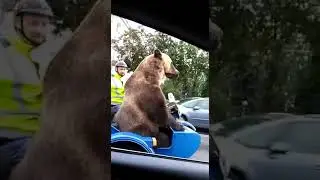 Медведь Мишка