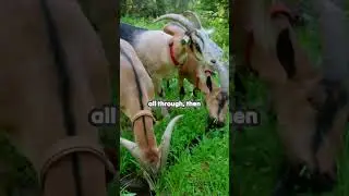Goats Need Hydration Too! 🌊🐐