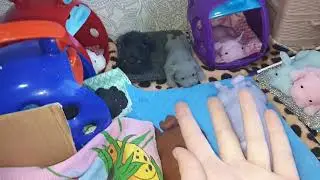 Ну что решим?сквиши собаки