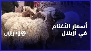 إضافة لمصاريف الأعلاف والنقل.. رواد سوق تاكلفت بازيلال يشتكون غلاء الأغنام الموجهة عيد الأضحى