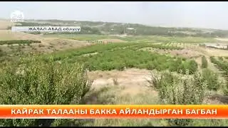 Шабдалы  эгип узурун коруп жаткан дыйкан. 