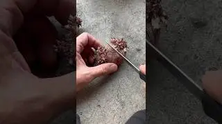 Let’s Plant Red Potatoes in a Grow Bag. #vegetablegardening #gardening #garden
