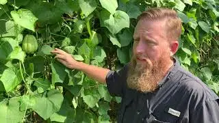 Growing Mirlitons in Louisiana