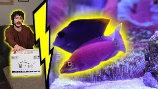 Unboxing a Blue Zoo Aquatics Livestock Order! | Fish, Crabs, and Coral!