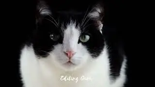 All you need is love and cat.No copyright